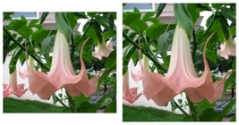 Frilly Pink Angel Trumpet 10 Seeds Flowers Seed Brugmansia Datura - £16.77 GBP