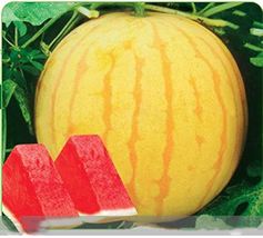 20 Yellow Skin Red Seedless Watermelon Fruit Seeds for Garden - £8.05 GBP