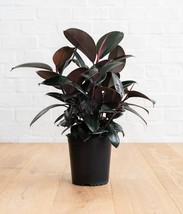 Burgundy Ficus elastica Rubber prolific fleshy Plant Tropical Bare root ... - £14.53 GBP