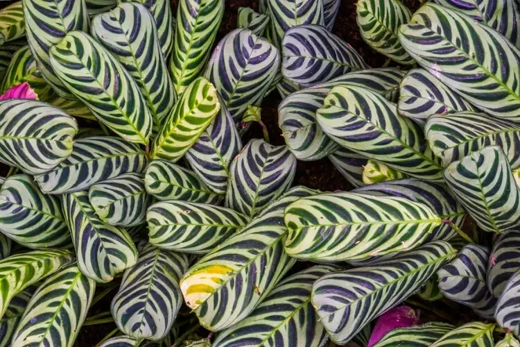 Stromanthifolia Calathea 25+ Seeds for Garden Planting  - £9.16 GBP