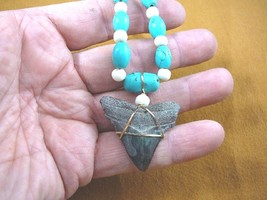 s228-27) 1-5/8&quot; fossil MEGALODON shark Tooth aceh bovine bone turquoise ... - $74.79