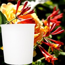 Honeysuckle Jasmine Scented Eco Soy Wax Votive Candles, Hand Poured - £18.34 GBP+