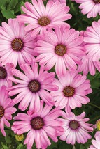 20 New Pink Osteospermum Seeds Flower Perennial - £14.35 GBP