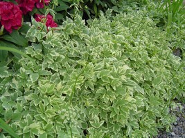 HeirloomSupplySuccess Heirloom Snow on the Mountain Bishop&#39;s Gout Plant Seeds - £5.18 GBP
