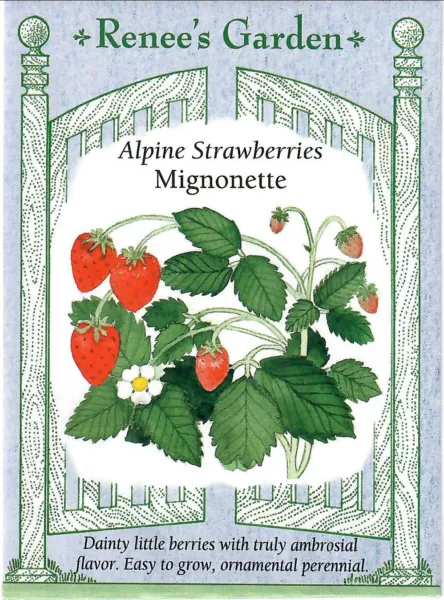Strawberry Alpine Mignonette Vegetable Seeds Fresh Garden - £8.78 GBP