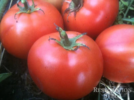 New Fresh 50 Seeds Finishline Tomato Juicy Tomatoe Vegetable Garden - $7.00