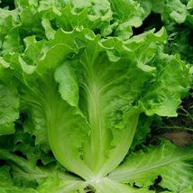 1000 Seeds All Season Romaine Lettuce Seeds Italian Yearly Lettuce From USA - $8.99