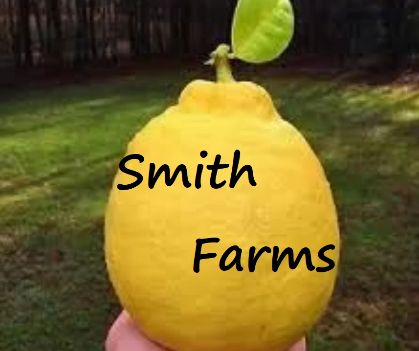 5 Seeds Ponderosa Lemons BACK IN STOCK Large Size Fruit Planting Garden - $12.77