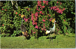 Golden Crested Cranes From Africa Uncaged in Sarasota Jungle Gardens FL Postcard - £4.04 GBP