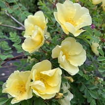 10 Seeds Golden Yellow Father Hugo Rose - £8.22 GBP