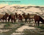 1910s Lowman &amp; Hanford Postcard A Herd of Elk in the Olympic Mountains U... - $15.79