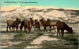 1910s Lowman &amp; Hanford Postcard A Herd of Elk in the Olympic Mountains Unused - £12.39 GBP