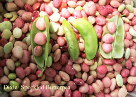 50 pcs Speckled Dixie Butterpea Lima Bean Phaseolus Vulgaris Bush Seeds - £7.08 GBP