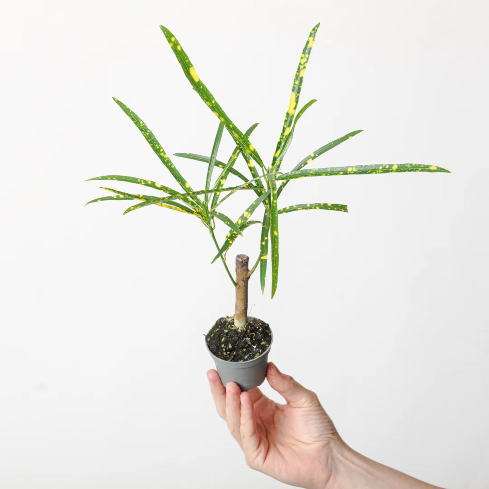 Item image 7