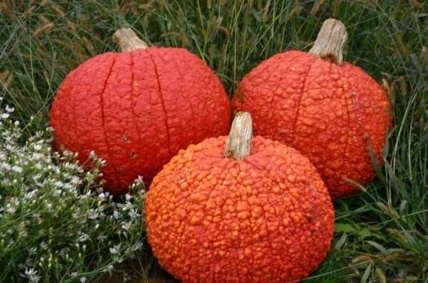 10 Red Warty Thing Pumpkin Seeds For Planting Usa Seller - £16.03 GBP