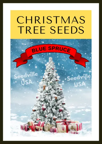 Grow Your Own Christmas Tree Colorado Blue Spruce Picea Pungens Fresh Seeds - £13.23 GBP