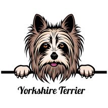 Yorkshire Terrier Peeking Vinyl Decal Sticker UV &amp; Water Proof Water Bot... - $109.41 MXN