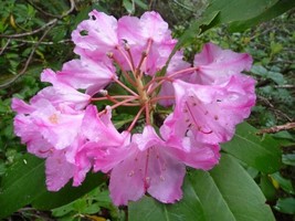 Rhododendron Macrophyllum Bigleaf Rhododendron Seeds Fresh Usa Seeds - $16.96