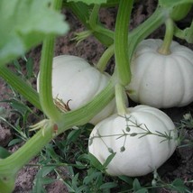 USA SELLER Pumpkin Seeds 50 Baby Boo Pumpkin Seeds Garden Seeds Vegetable Seeds - £14.83 GBP