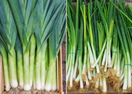 250 seeds White Lisbon Onion Seeds | Scallion / Bunching | Non-GMO easy to grow - £3.90 GBP