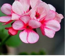 Geranium Whitish Light Pink Single Petals with Rose Red Edge Centre 10 S... - $11.69