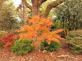 New Fresh Seeds 15 Shime No Uchi Maple Seeds Acer Palmatum Ao Shime No Uchi - $12.80