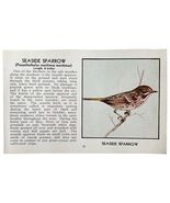 Seaside Sparrow Bird Print 1931 Blue Book Birds Of America Antique Art P... - $28.01 CAD