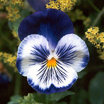  35 Seeds Blue Pansy Joker Flower Seeds / Annual - £11.15 GBP