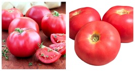 Live Plant - Pink Lady Tomato Plant - Juicy/Mild/Smooth - 4&quot; Pot - £28.96 GBP