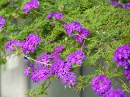 Fresh Flower Imagination Verbena 25 Seeds - $8.24