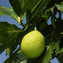 Breadfruit seeds (Artocarpus altilis ) tropical fruit tree 20 fresh seeds - $60.00