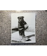 PUP PUPPY-DOG IN A RUBBER BOOT PHOTO PHOTOGRAPH VINTAGE Original STOCK P... - $374.40 MXN