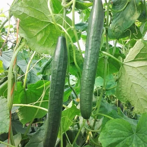 Long Green Cucumber Seeds 50 Vegetable Garden Fresh Garden - £9.79 GBP