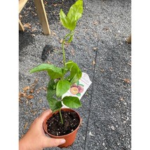Patio Fruits Edible Passion Fruit Tree Vine 4&quot; Pot Live Plant - $13.86