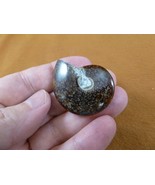 (F415-5) 1-1/2&quot; Ammonite fossil ammonites extinct marine molluscs shell ... - $11.29