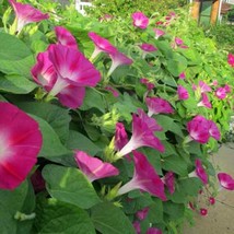 USA SELLER Ipomoea Nil Scarlet Ohara Japanese Morning Glory 10 Seeds Free Shippi - $17.60