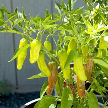 USA SELLER Golden Greek Pepperoncini Hot Pepper Seeds Fast Shipping - £7.31 GBP