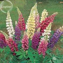 Rare Beautiful Mixed Colorful Dull Ice Lupine Flowers, 20 Seeds, long blooming f - £3.57 GBP