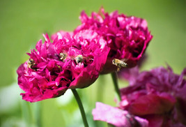 SGHOST 250 Purple Peony Poppy Papaver Paeoniflorum Huge Double Flower Seeds * US - £7.93 GBP