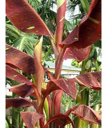 SIAM RUBY Variegated Ornamental Banana Small Rooted STARTER Plant - $68.37 CAD