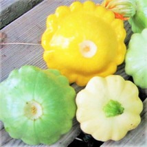 New Fresh Seeds 3 Colors Mix Patty Pan Yellow Green White Bush Scallop Squash - $9.90