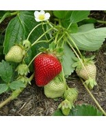 10 Portola Everbearing Strawberry Bare Root Non GMO - €21,60 EUR