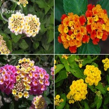 Mixed Colorful Lantana Camara Perennial Plants 10 Seeds White Yellow Pink Orange - $9.75