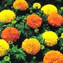 BPA 250 Seeds African Marigold Crackerjack Mixed Color Tagetes Erecta Flower Fro - £7.78 GBP