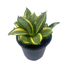 Golden Hahnii, 4 inch Yellow and Green Snake Plant, Variegated Sansevieria trifa - £14.85 GBP