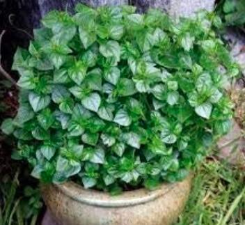 AQL 100 Of rau cang cua-peperomia pellucida Plant Seeds