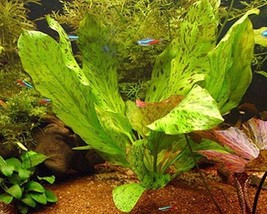 Echinodorus Ozelot Red One Bundle - Aquatic Live Plants Super Price!!!!! - £4.64 GBP