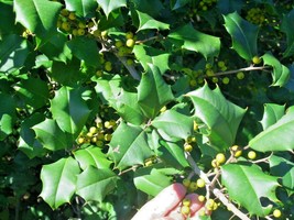 20 Corpening American Holly Seeds Ilex Opaca Corpening 2 Fresh New Seeds - $8.76 CAD