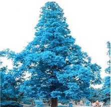 100 Seeds Blue Spruce Tree Seeds Picea Tree Garden USA Shipping - $9.82