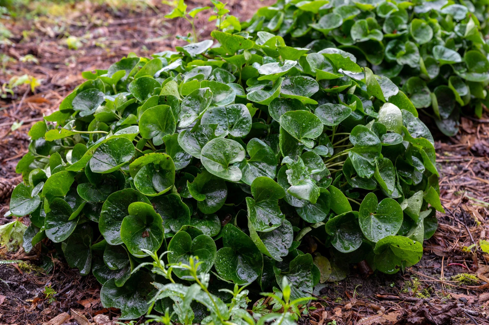 10 Wild Ginger Seeds, Asarum canadense, Shade Ground Cover, Ornamental P... - $6.49